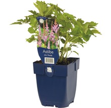 Čínska Astilbe Pumila v kvetináči