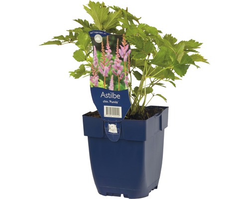 Čínska Astilbe Pumila v kvetináči