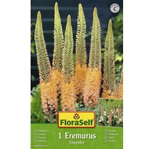 Balenie rastliny Eremurus Cleopatra