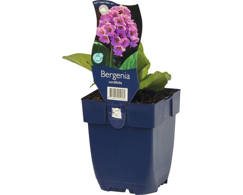 Bergénia v kvetináči
