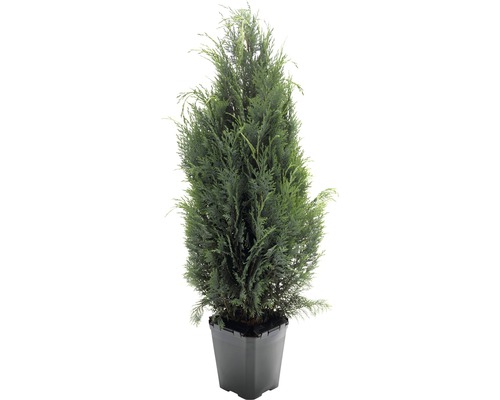 Cypruštek Lawsonov modrý FloraSelf Chamaecyparis lawsoniana ' Columnaris Glauca' 125-150 cm v kvetináči Click