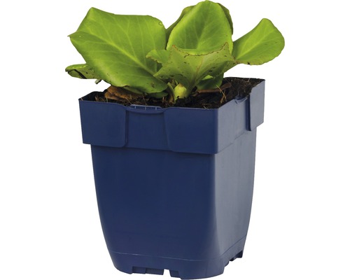 Bergénia v kvetináči