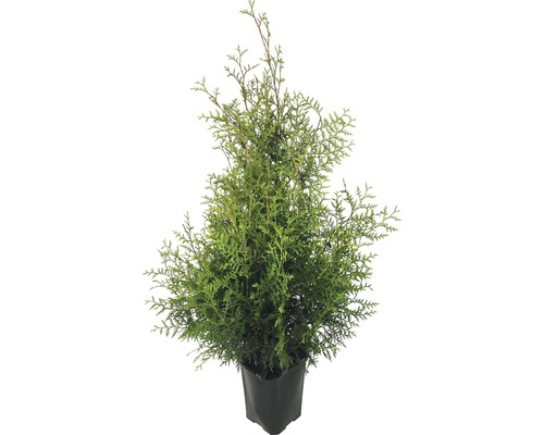 Tuja západná FloraSelf thuja occidentalis 'Brabant' 125-150 cm v kvetináči Click