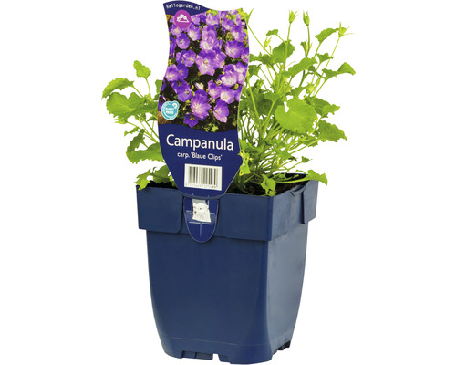 Zvonček nízky karpatský FloraSelf Campanula carpatica 'Blaue Clips' 5-20 cm kvetináč 0,5 l