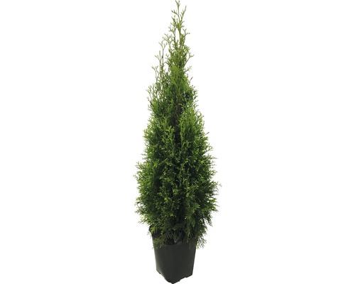 Tuja FloraSelf thuja occidentalis 'Smaragd' 125-150 cm v kvetináči Click