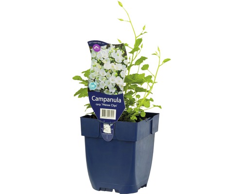 Zvonček karpatský FloraSelf Campanula carpatica 'Weisse Clips' 5-25 cm kvetináč 0,5 l Zvončeky ''Weisse Clips'' v kvetináči