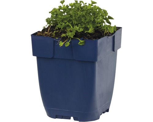 Kvetináč s rastlinou