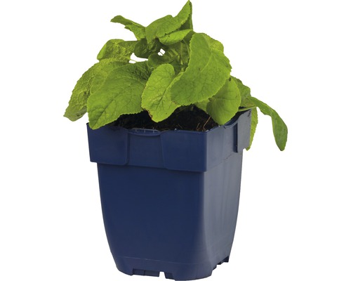 Oman pravý v kvetináči