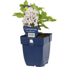Zvonček Lactiflora Loddon Anna v kvetináči
