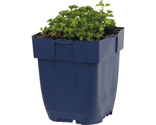 Kvetináč so zelenou rastlinou