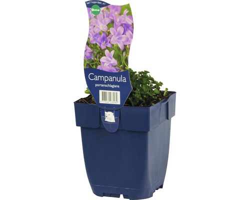 Zvonček Poscharskov FloraSelf Campanula poscharskyana 'Catharina' 5-15 cm kvetináč 0,5 l