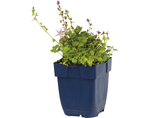 Zvonček v kvetináči