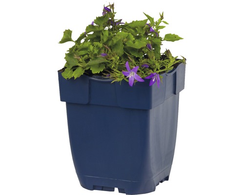 Zvonček v kvetináči