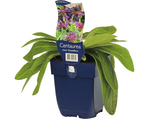 Nevädza horská FloraSelf Centaurea montana 'Grandiflora' 5-30 cm kvetináč 0,5 l Chrpovník horský v kvetináči