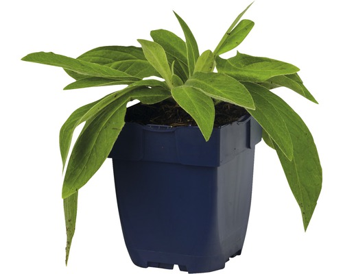 Rastlina v kvetináči