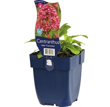 Červená kokarda Centranthus ruber v kvetináči