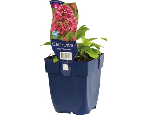 Červená kokarda Centranthus ruber v kvetináči