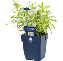 Rastlina Cerastium biebersteinii v kvetináči