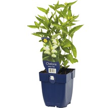 Želvice kosá FloraSelf Chelone obliqua 'Alba' 5-60 cm kvetináč 0,5 l