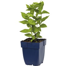 Želvice kosá FloraSelf Chelone obliqua 'Alba' 5-60 cm kvetináč 0,5 l