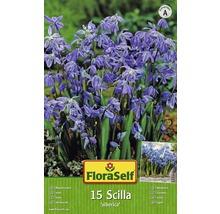 Balenie 15 cibuľovín Scilla siberica