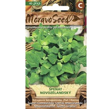 Balenie semien novozélandského špenátu s logom Moravo Seed