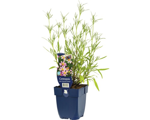 Krásnoočko veľkokvetéFloraSelf Coreopsis rosea 'American Dream' výška 5-20 cm kvetináč 0,5 l