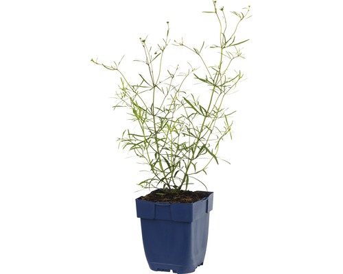 Vzpriamený aksamitník v kvetináči.