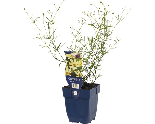 Kráska praslenová FloraSelf Coreopsis verticillata 'Moonbeam' výška 5-20 cm kvetináč 0,5 l