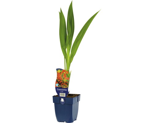 Montbrécia FloraSelf Crocosmia 'Lucifer' 5-20 cm kvetináč 0,5 l