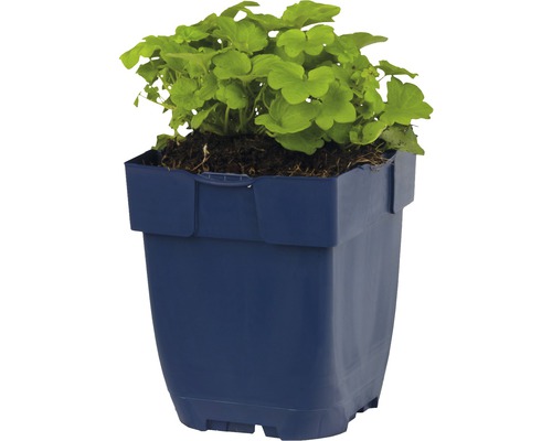 Pelargónie v modrom kvetináči