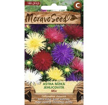 Balenie semien nízkej astry ihlicovitej