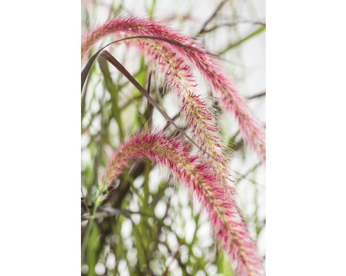 Perovec psiarkovitý červený FloraSelf Pennisetum advena 'Summer Samba' 20-40 cm kvetináč 3 l