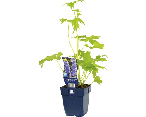 Stračonôžka FloraSelf Delphinium kultivar Blue Bird výška 5-20 cm kvetináč 0,5 l Ostrožka stračia Blue Bird v kvetináči