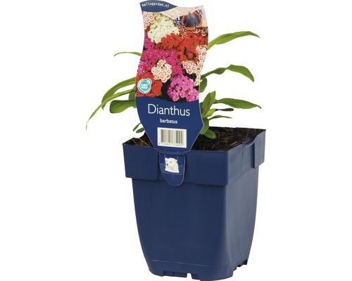 Klinček bradatý FloraSelf Dianthus barbatus 5-25 cm kvetináč 0,5 l, rôzne druhy Klinček v kvetináči