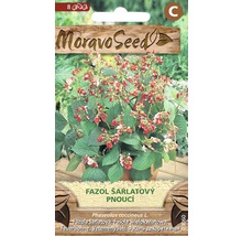 Balenie semien fazule šarlátovej značky Moravo Seed
