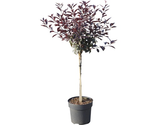 Guľovitý strom s tmavočervenými listami v kvetináči