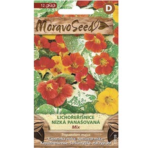 Balenie semien Kapucínky Moravo Seed