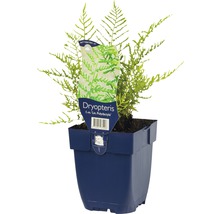 Papraď Dryopteris v kvetináči