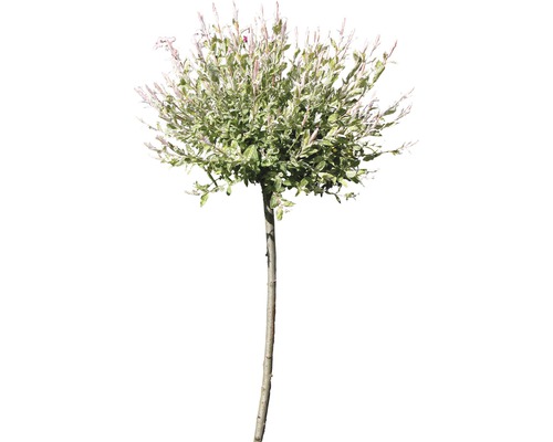 Vŕba bielo panašovaná FloraSelf Salix integra "Hakuro Nishiki" polokmeň 40 cm výška 60-100 cm kvetináč 6 l