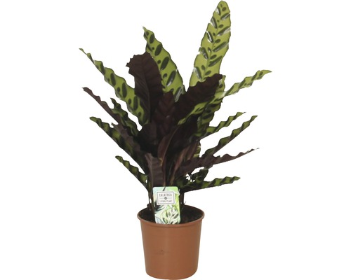 Kalatea kopinatá FloraSelf Calathea insignis výška 40-60 cm kvetináč Ø 14 cm 1 ks Kalatea v kvetináči