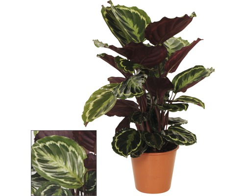 Calathea izbová rastlina v kvetináči