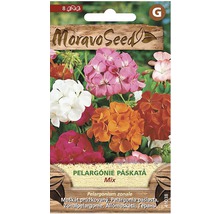 Balenie semien zmiešaných pelargónií