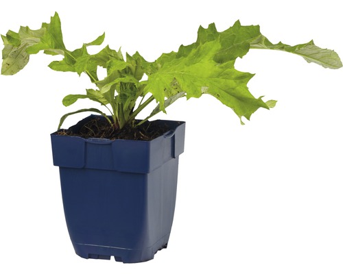 Sadenica šalátu v kvetináči