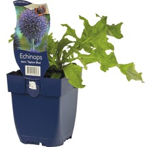 Echinops guľatohlavý odroda Taplow Blue v kvetináči