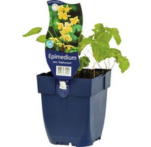 Epimedium odroda Sulphureum v kvetináči