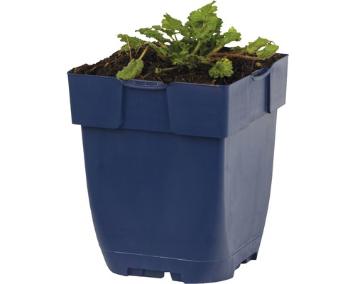 Modrý kvetináč s rastlinou