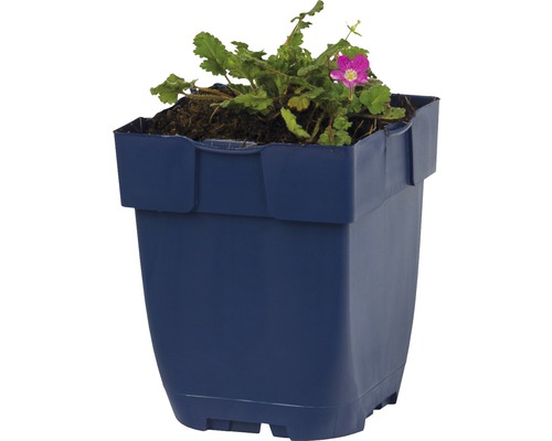 Plastový kvetináč s rastlinou