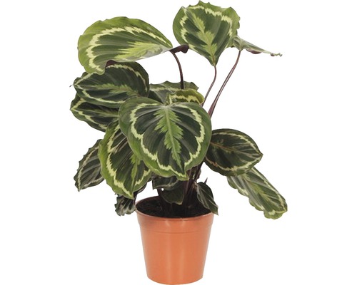 Kalátea FloraSelf Calathea ornata 'Medallion' výška 30-40 cm kvetináč Ø 14 cm