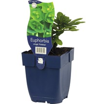 Euphorbia v kvetináči